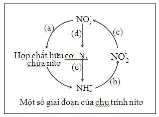 Sơ đồ bên mô tả một số giai đoạn của chu trình nitơ trong tự nhiên ...